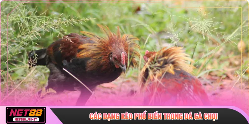 Các dạng kèo phổ biến trong đá gà chọi