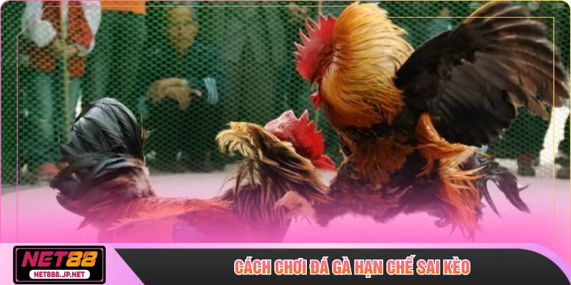 Cách chơi đá gà hạn chế sai kèo
