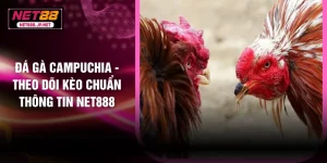 Đá Gà Campuchia - Theo Dõi Kèo Chuẩn Thông Tin NET888
