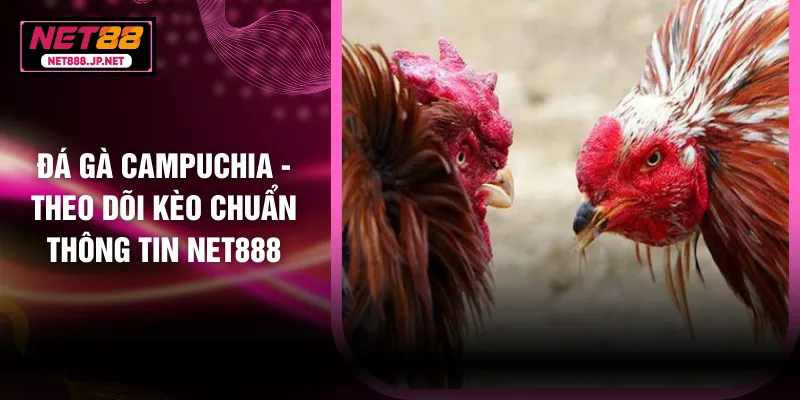 Đá Gà Campuchia - Theo Dõi Kèo Chuẩn Thông Tin NET888