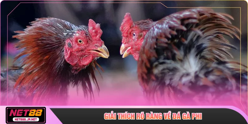 Giải thích rõ ràng về Đá gà phi