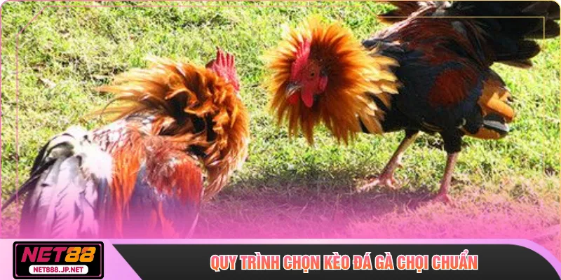 Quy trình chọn kèo đá gà chọi chuẩn 