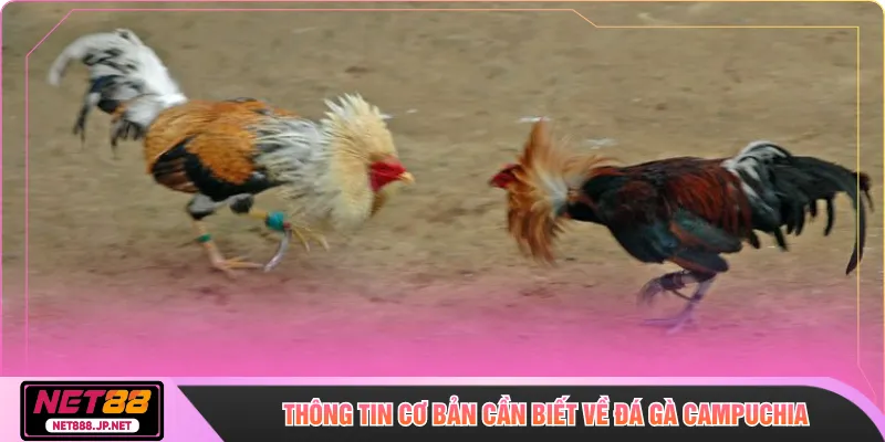 Thông tin cơ bản cần biết về đá gà campuchia
