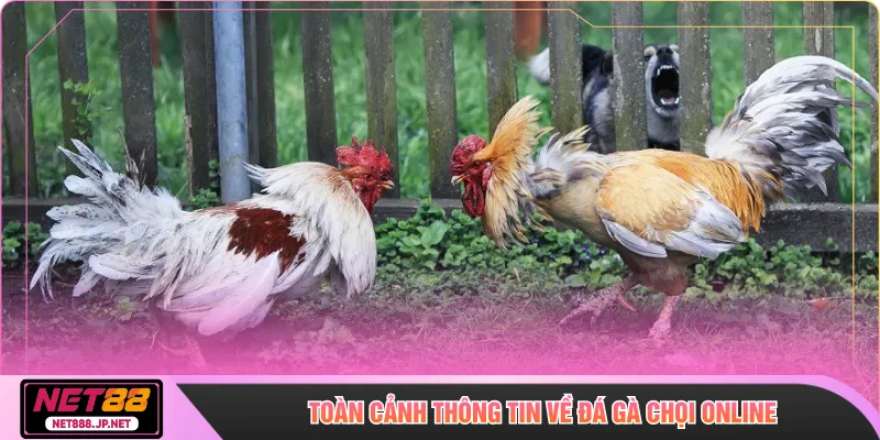 Toàn cảnh thông tin về đá gà chọi online